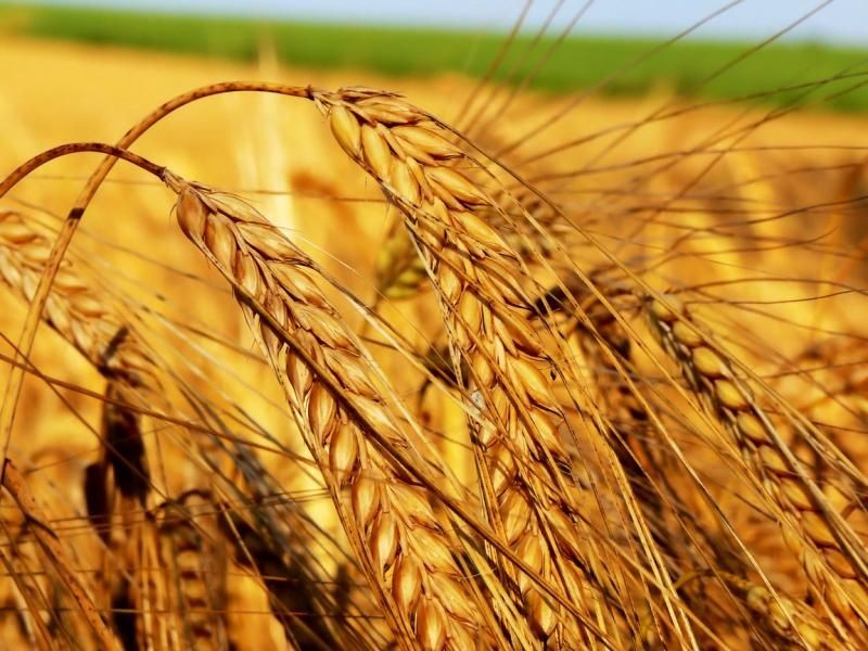 Usda Upgrades Ukraine S Wheat Export Forecast For 2012 By 200 000 - 