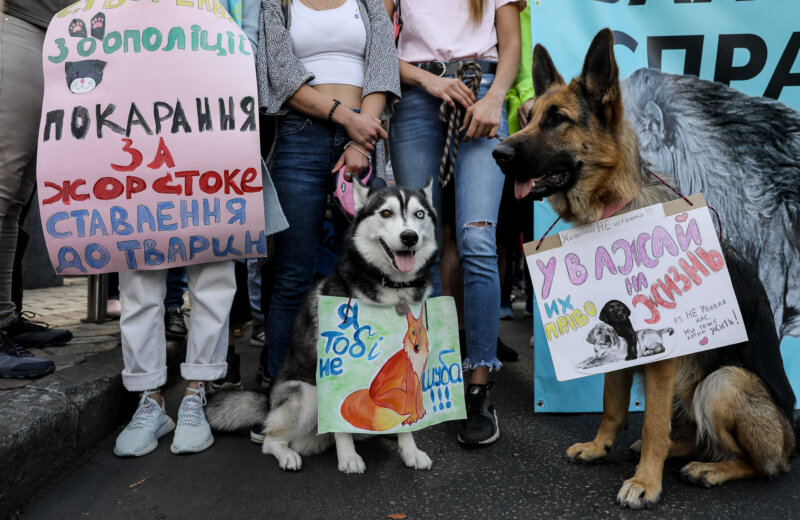 Bbc Ukraine Dogs Auctioned To Pay Owners Debts Kyivpost Ukraine S Global Voice